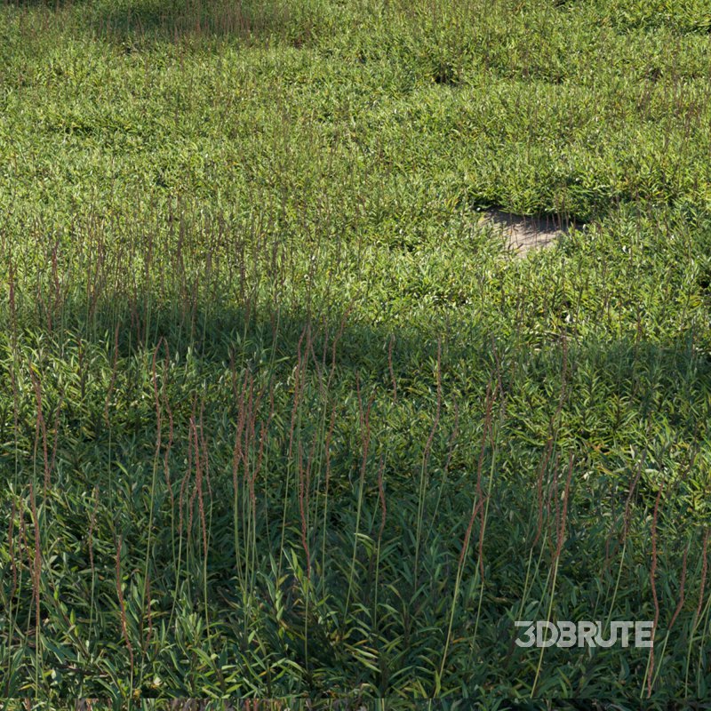 Eremochloa ophiuroides – set 03 Image 2