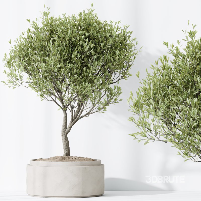 AV HousePlants Mission Kalamata Leccino Arbequina Wilsonii Chemlali Olive Set43 Image 5