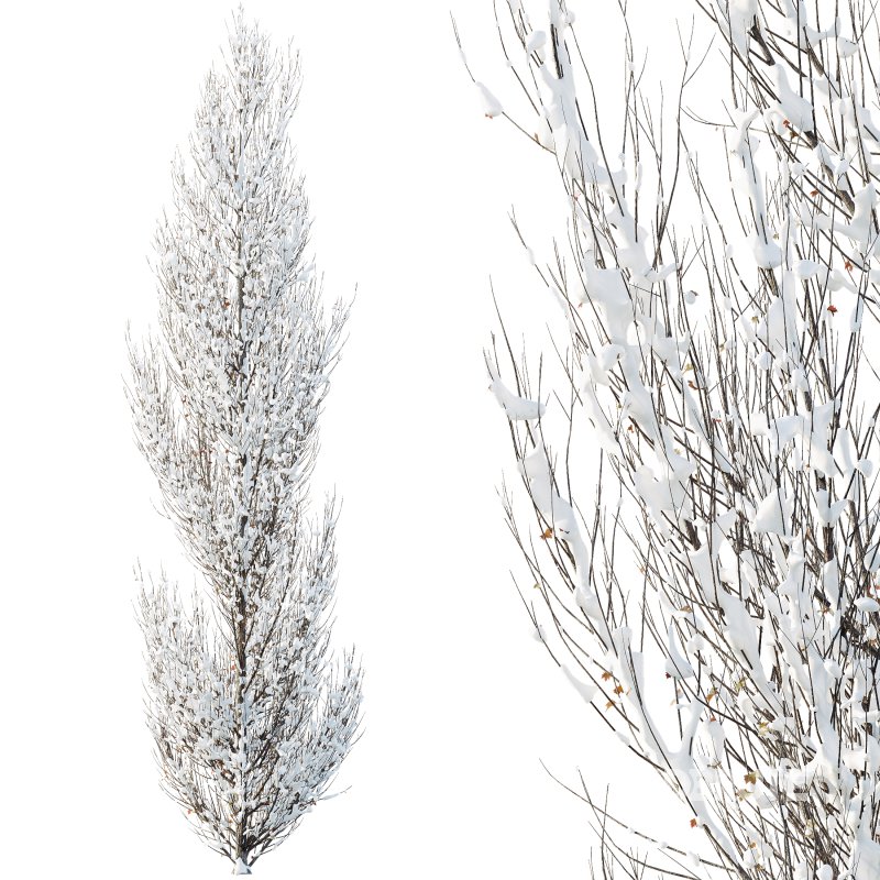 AV Plants Acer X freemanii Freeman Maple Sapindaceae Armstrong Winter Snow Image 2