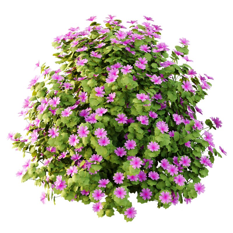 Lavatera Cachemiriana Plant 03 Image 4