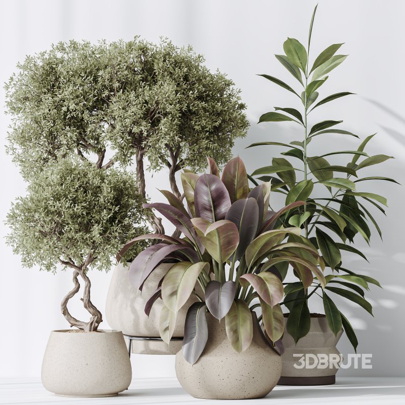 AV Indoor plants set 173 Mission Leccino Arbequina and Ficus Robusta Abidjan and Ficus African Fig Image 6