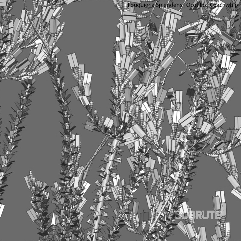 Fouquieria Splendens – Ocotillo Image 3