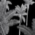 AV Cocos Nucifera Windy and Roystonea Regia palm trees - Thumbnail 9