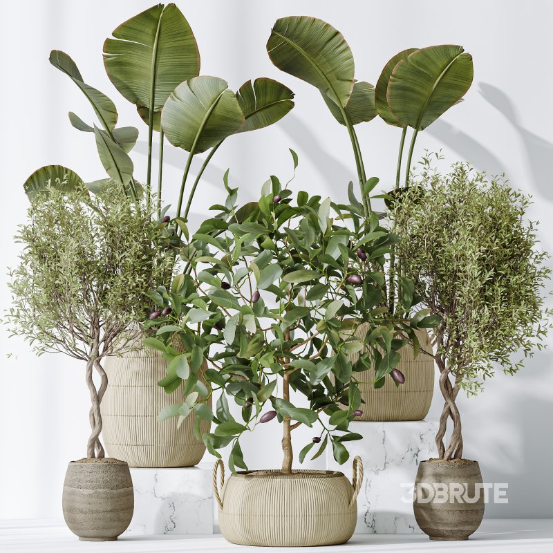 AV Indoor plants set 161 Arbequina Wilsonii Chemlali Olive and Ravenala Banana Strelitzia Nicolai and Briful Pachira Aquatica Image 6