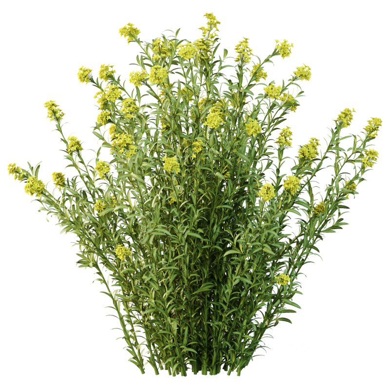 Euphorbia palustris Plant 03 Image 1