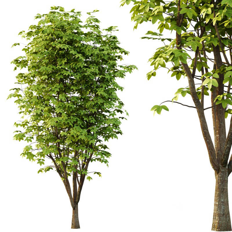 Fraxinus Rhynchophylla Tree 04 Image 4