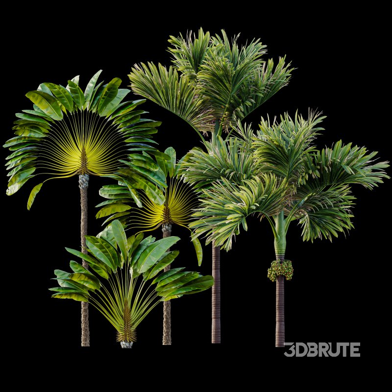 AV Ravenala Madagascariensis Travelers Palm and Areca Catechu Decorative Garden Fruit Image 7