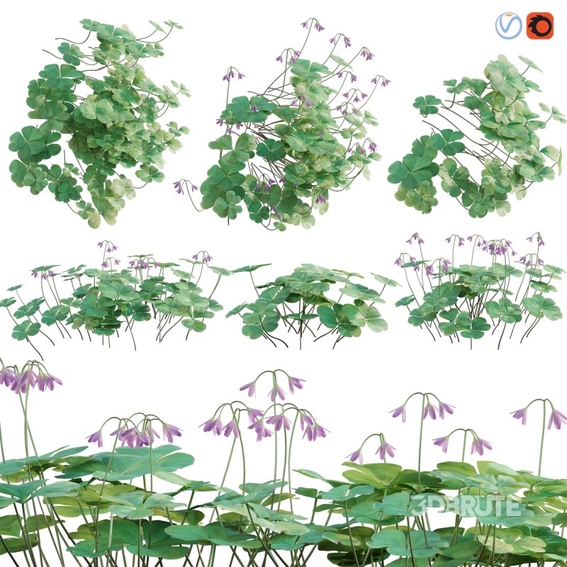 Trifolium – Oxalidaceae 02 Image 3