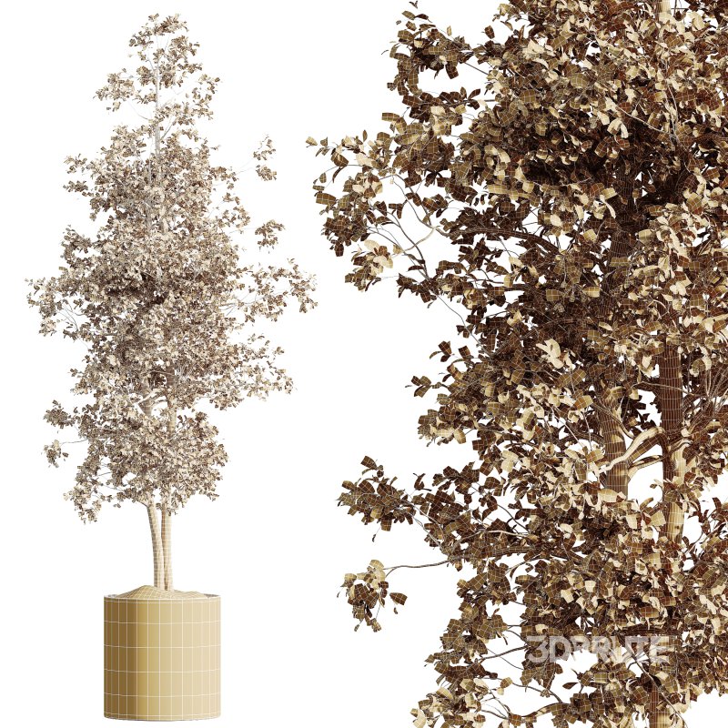 AV HousePlants Mission Kalamata Leccino Arbequina Wilsonii