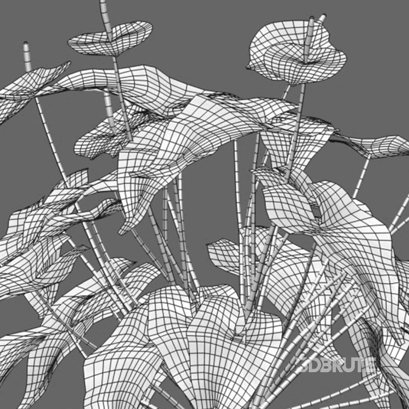 Anthurium Andraeanum – Flamingo Flower Image 3