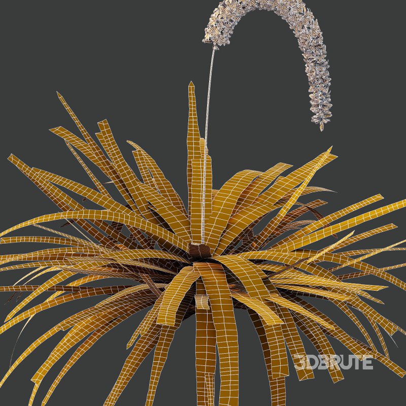 eremurus himalaicus Plant 01 Image 7