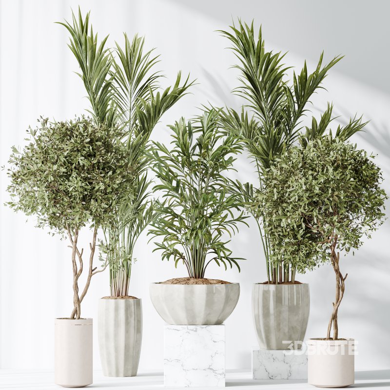 AV Indoor plants set 167 Artificial Olivo Olea Tree and Areca Majesty Cat Reed Palm and Lutescens Areca Palm Image 7