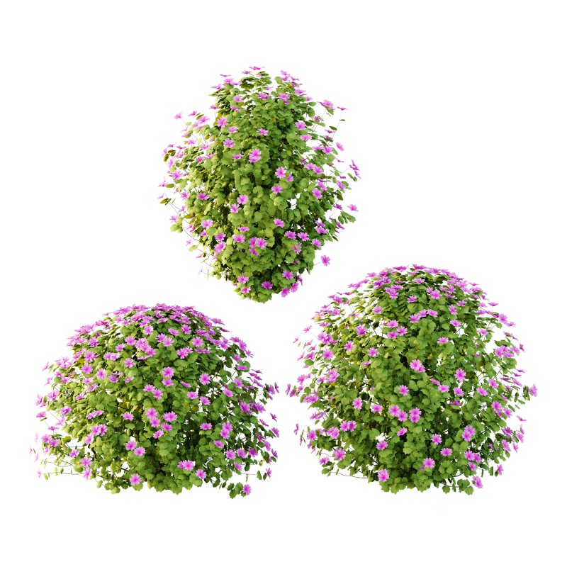 Lavatera Cachemiriana Plant 04 Image 3