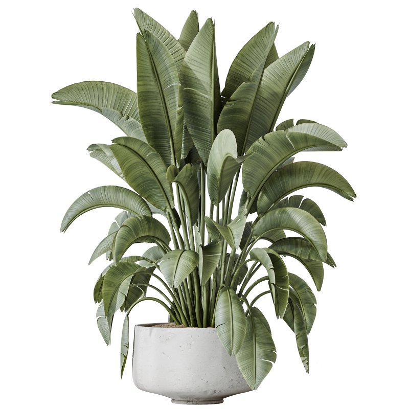 AV Indoor plants set 159 Europaea Olive Eucalyptu Joyplants and Spineless Yucca Aloifolia Rostrata Palm and Ravenala Banana Strelitzia Image 5