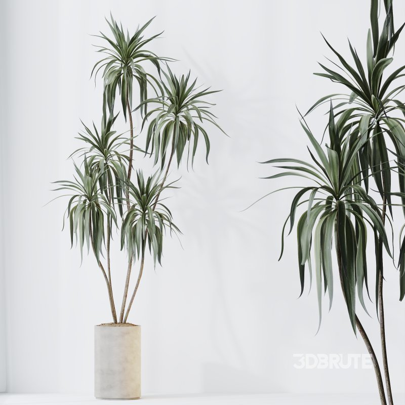 AV Indoor plants set 167 Aspidistra Elatior and Warneckii Lemon Lime and Mission Olive Tree Image 11