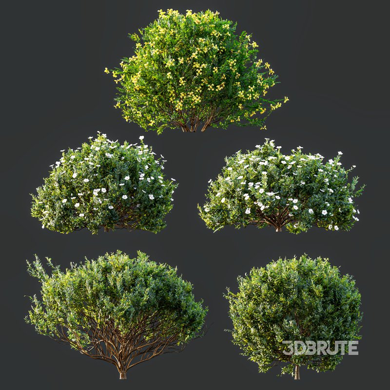 AV 5different bush Cistus Albidus Zistrose Flower White and Coronilla Valentina Glauca Image 11