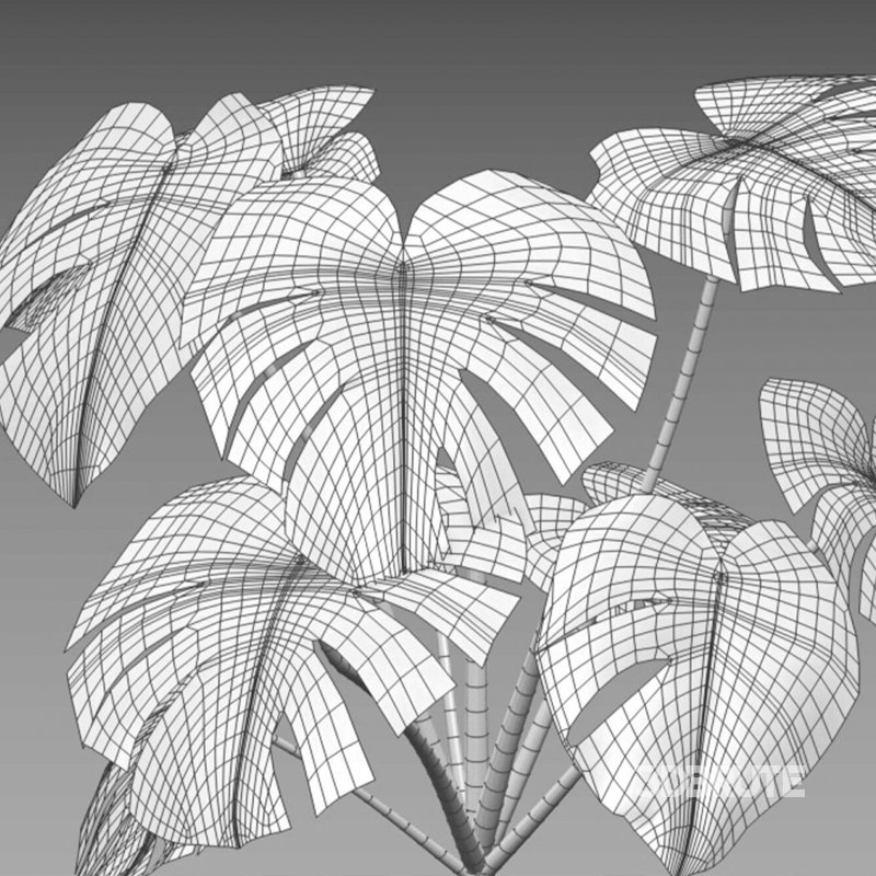 Monstera deliciosa Image 7