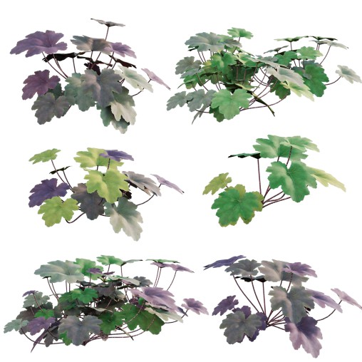 Heuchera – Coral Bells 03