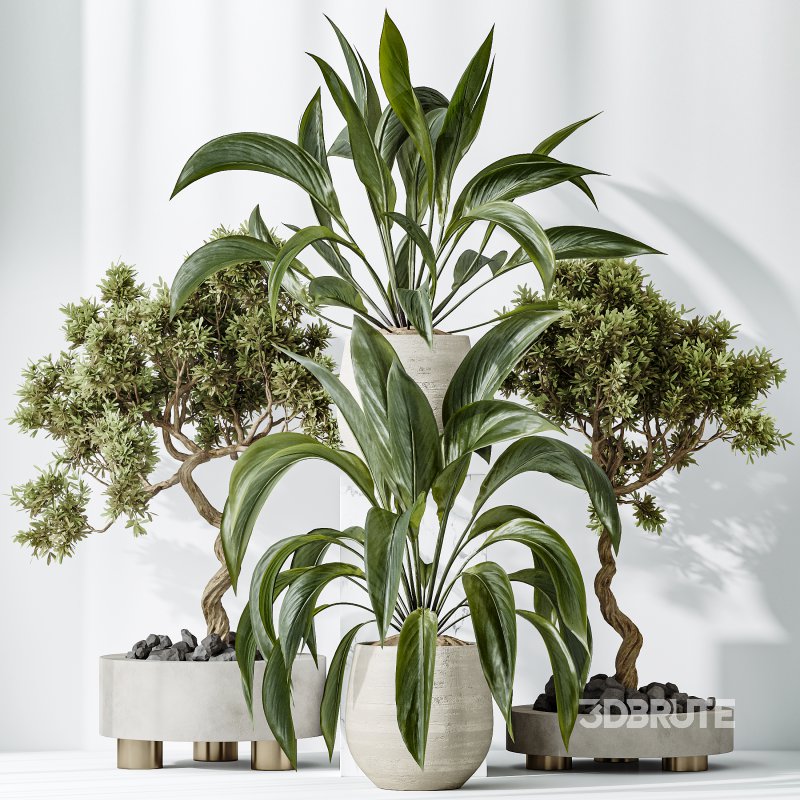 AV Indoor plants set 157 Mission Kalamata Chemlali Olive and Spathiphyllum Wallisii Bellini Peace Lily Domino Image 3