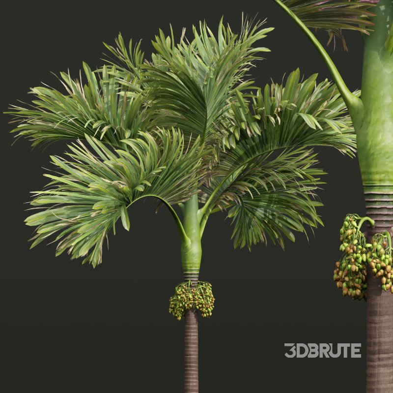 AV Ravenala Madagascariensis Travelers Palm and Areca Catechu Decorative Garden Fruit Image 6