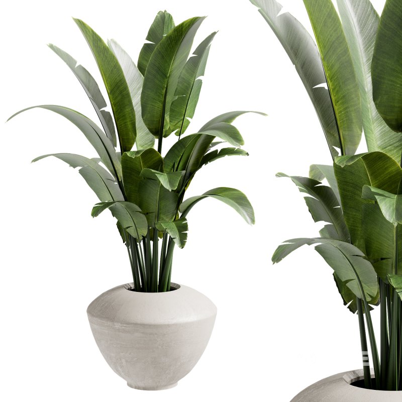 Outdoor Plant 39 Image 2