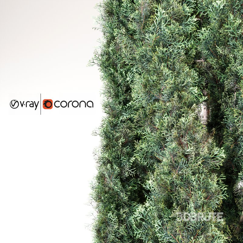 Cypress tree 01 Image 3