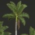 AV Cocos Nucifera Windy and Roystonea Regia palm trees - Thumbnail 7