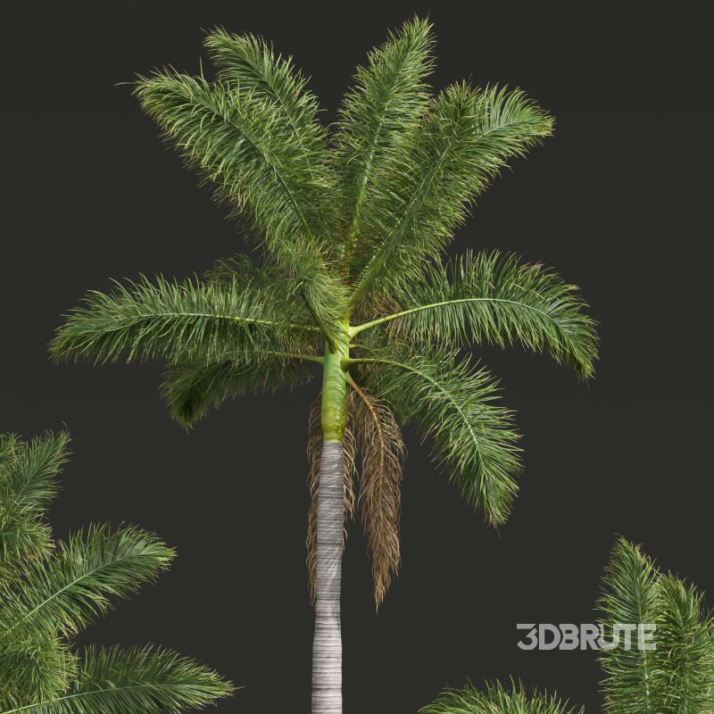 AV Cocos Nucifera Windy and Roystonea Regia palm trees Image 7