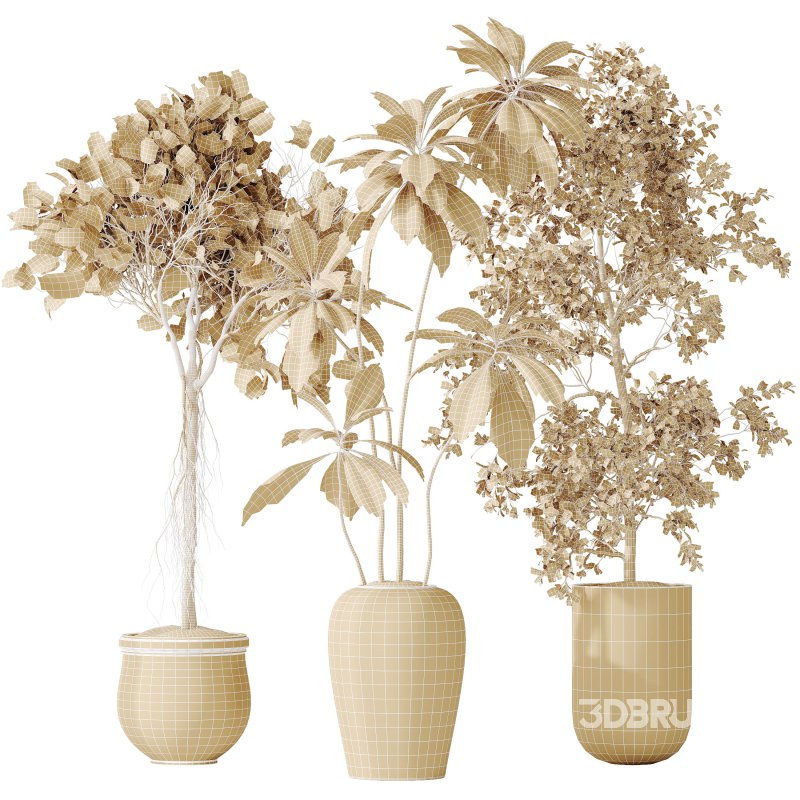 AV Indoor plants set 176 Ficus Cyathistipula and Benjamina African Fig and Mission Leccino Arbequina Olive Image 13