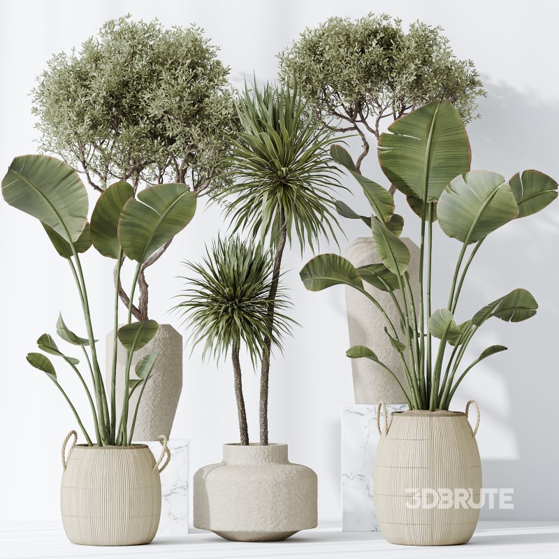 AV Indoor plants set 172 Mission Arbequina Olive and Ravenala Banana Strelitzia and Spineless Yucca Aloifolia Rostrata Image 7