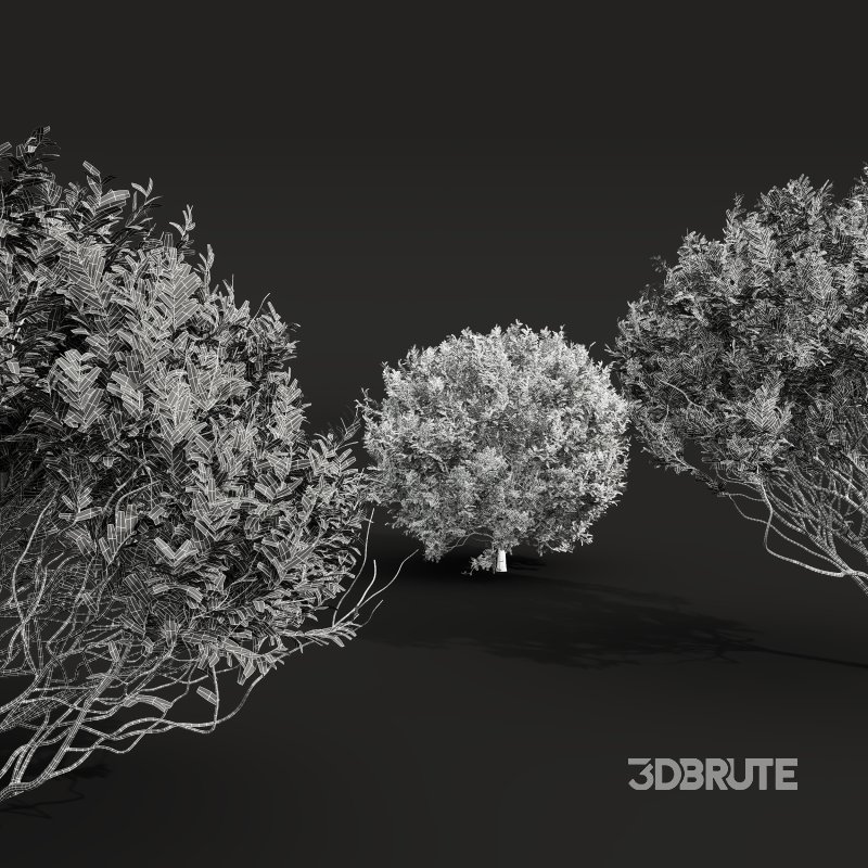 AV 5different bush Cistus Albidus Zistrose Flower White and Coronilla Valentina Glauca Image 14