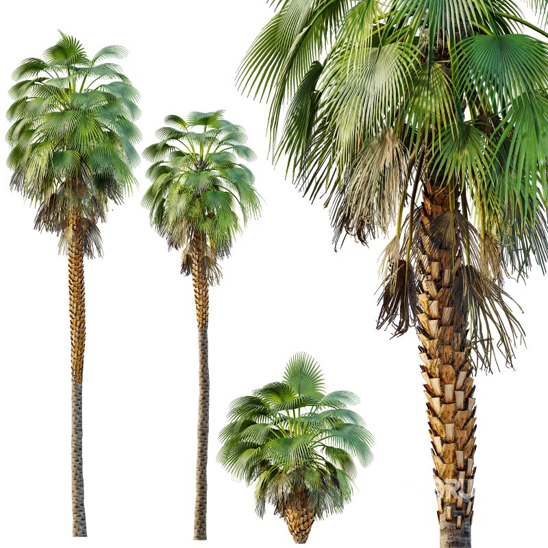 AV Queen Palm Trees Syagrus Romanzoffiana and Mexican Fan Palm Washingtonia Robusta trees Image 2
