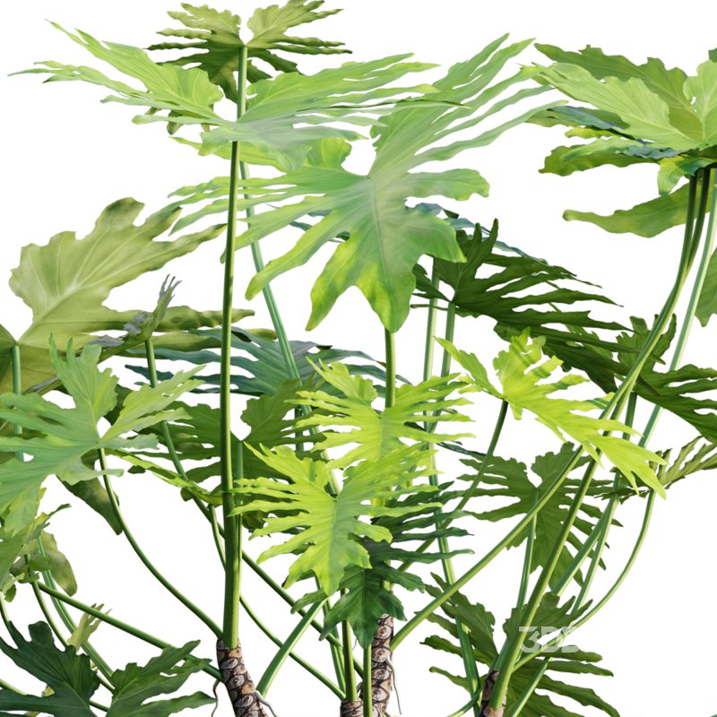 Philodendron bipinnatifidum – Philodendron selloum Split Image 2