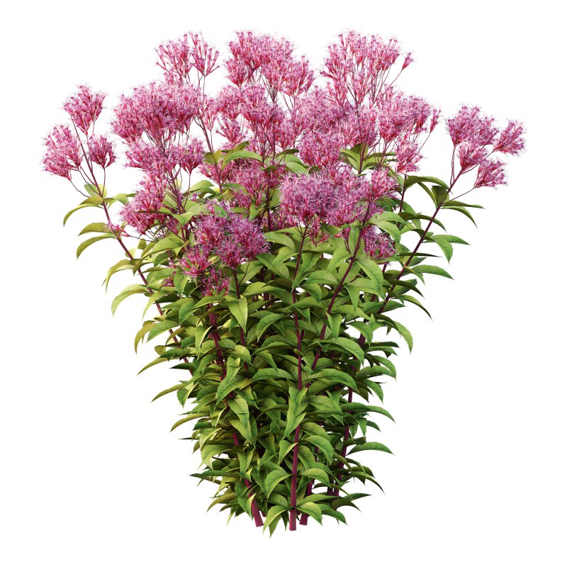 Eupatorium Purpureum Plant 01 Image 5
