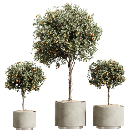 AV HousePlants Mandarin Citrus Fruit Orange Calamondin Tree Set03