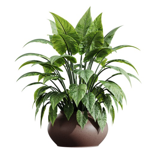 AV HousePlants Alocasia