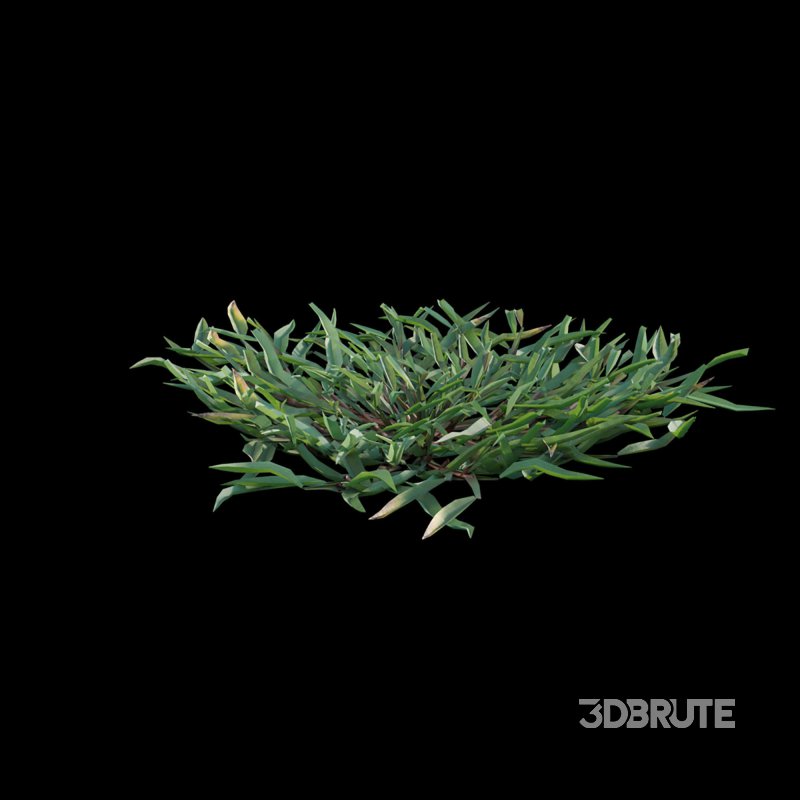 Eremochloa ophiuroides – cut 02 Image 6