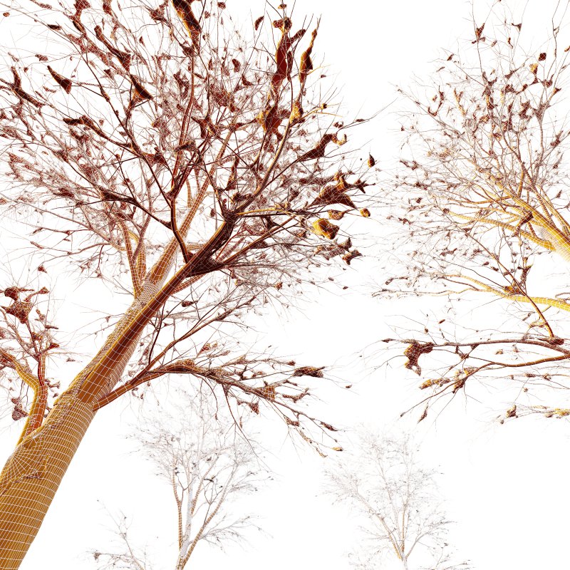 AV Plants Angel Oak Live Tree Spanish Moss Winter Snow Tree Image 3