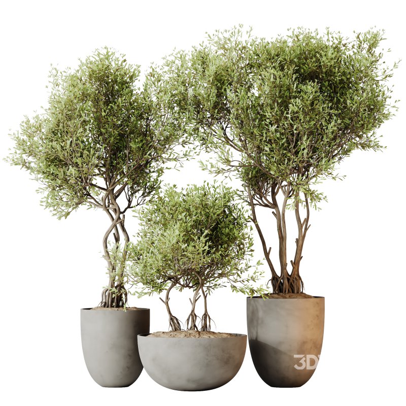 AV Indoor plants set 155 Mission Kalamata Wilsonii Olive and Ficus Benjamina African Fig and Lutescens Areca Palm Image 2