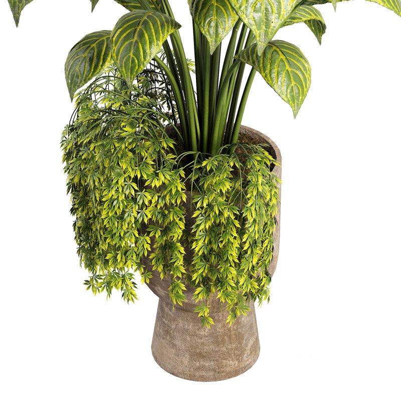 Canna indoor plent Image 4