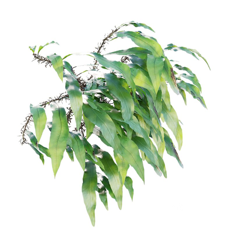 Neolepisorus fortunei Image 2