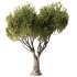 Olive Tree Set52 - Thumbnail 2