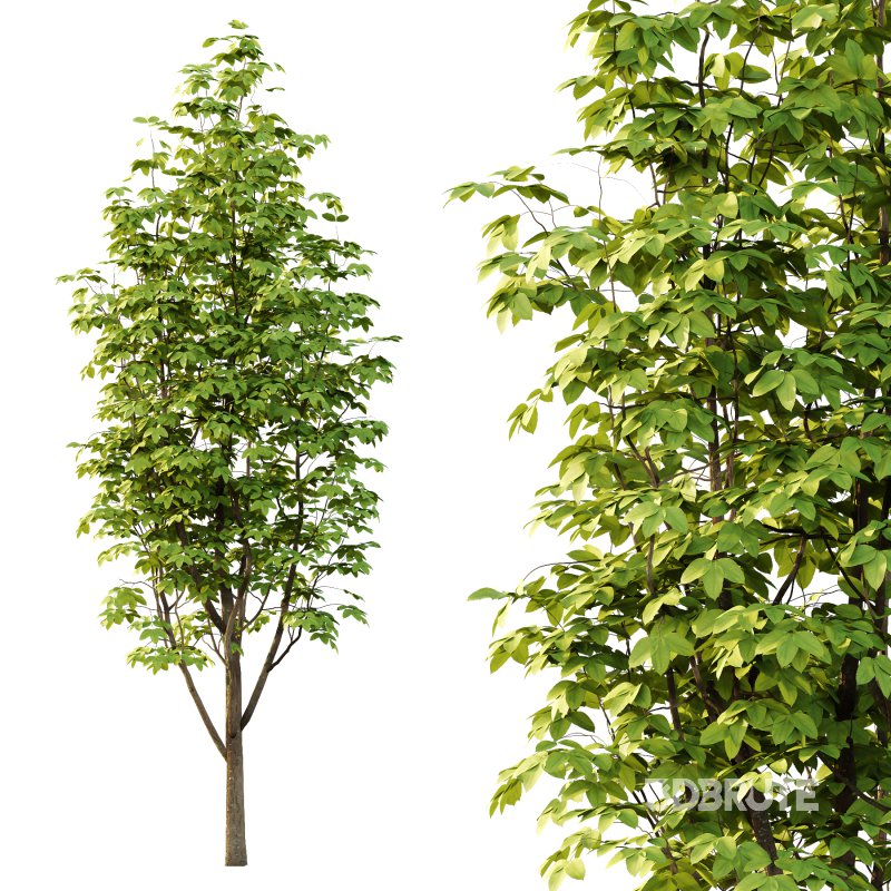 Fraxinus Rhynchophylla Tree 04 Image 3