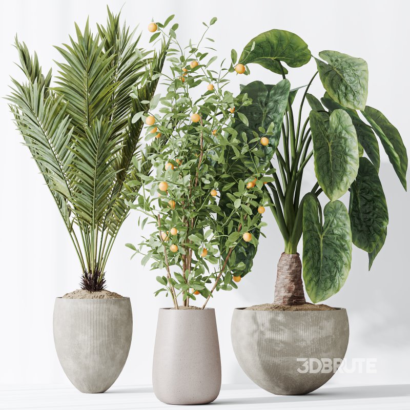 AV Indoor plants set 175 Areca Palm and Cunjevoi Alocasia Jardin and Mandarin Citrus Fruit Bonsai China Orange Tree Image 3
