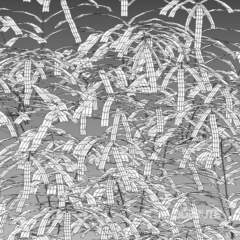 Pteris umbrosa – Jungle Brake Fern Image 7