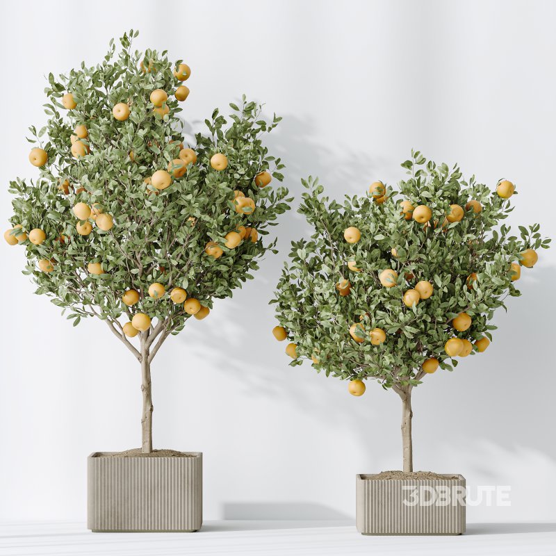 AV Indoor plants set 165 Arbequina Wilsonii Chemlali Olive and Mandarin Citrus Fruit Orange and Ravenala Banana Strelitzia Image 6