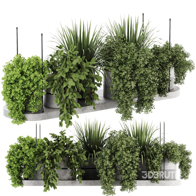 Indoorplants-Hanging plants set-85 Image 5