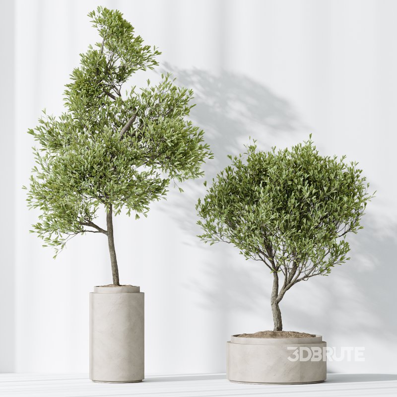 AV HousePlants Mission Kalamata Leccino Arbequina Wilsonii Chemlali Olive Set43 Image 3