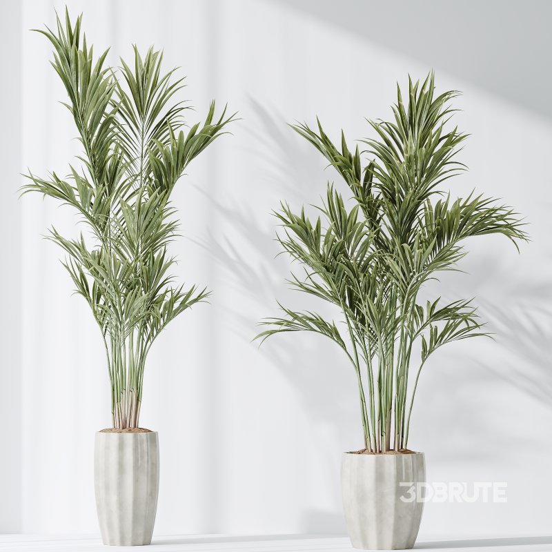 AV Indoor plants set 167 Artificial Olivo Olea Tree and Areca Majesty Cat Reed Palm and Lutescens Areca Palm Image 4