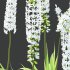 eremurus himalaicus Plant 01 - Thumbnail 5